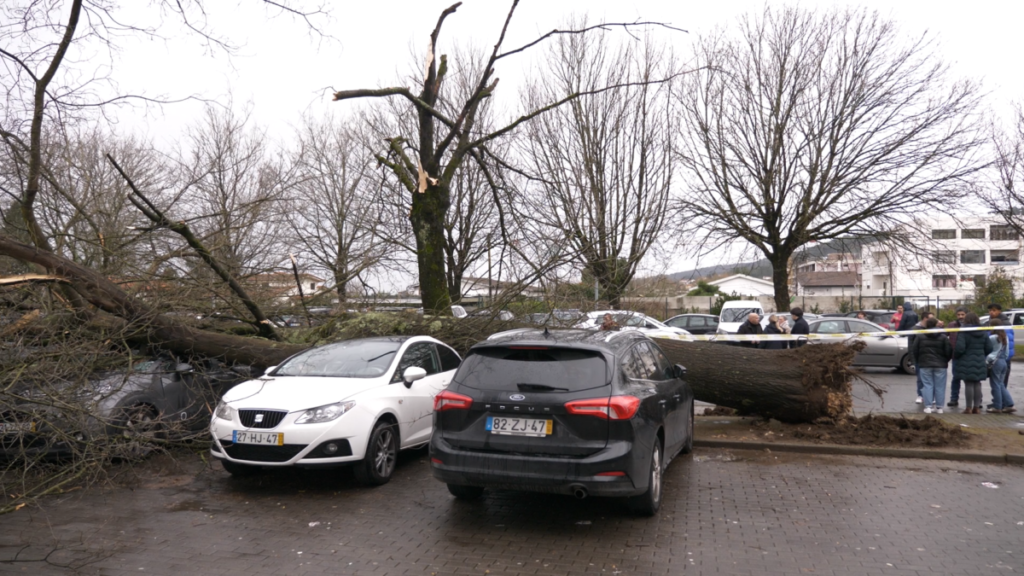 Câmara de Famalicão aciona seguro de responsabilidade civil em queda de árvore na vila de Joane