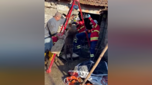 Vídeo: Bombeiros de Riba d'Ave salvam porco que caiu numa fossa